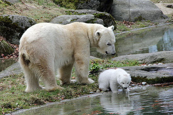 Eisbärenbaby München - erster Ausflug des Eisbären-Mädchens ins Eisbärengehege am 24.02.2017 (©Foto: Marikka-Laila Maisel)